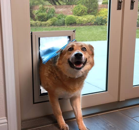 Tan French patio door with a built-in pet door and a happy dog stepping through